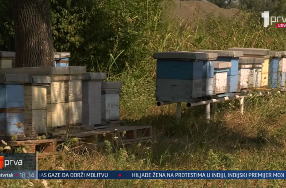 Najezda osa u Kruševcu: Građani u strahu VIDEO