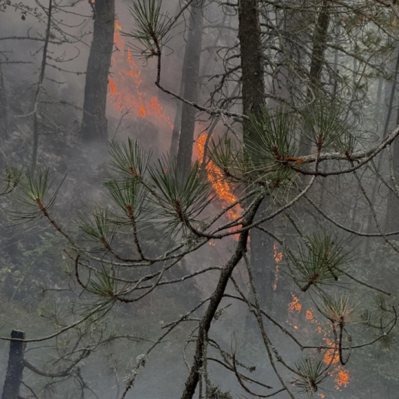 Grom udario u drvo i izazvao požar; Gori na Tari, ekipe na terenu FOTO