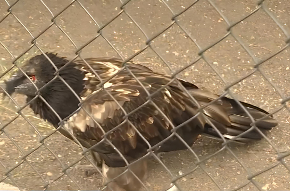 Jedinstvena vrsta u Beogradskom zoo-vrtu: Bore se za opstanak, a evo zašto su važni VIDEO