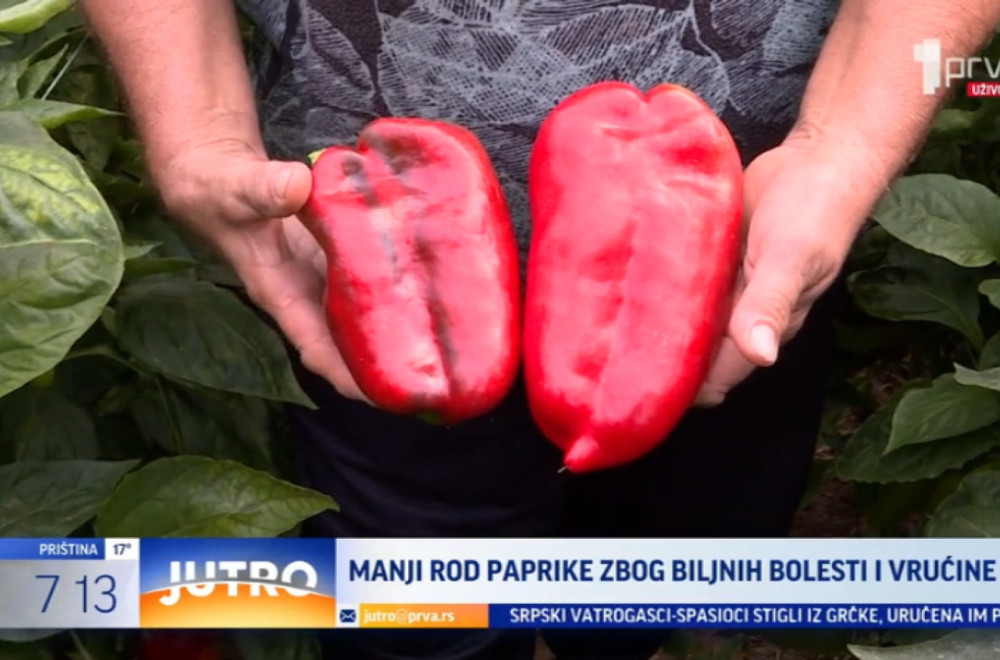 Manji rod paprike zbog biljnih bolesti i vrućine VIDEO