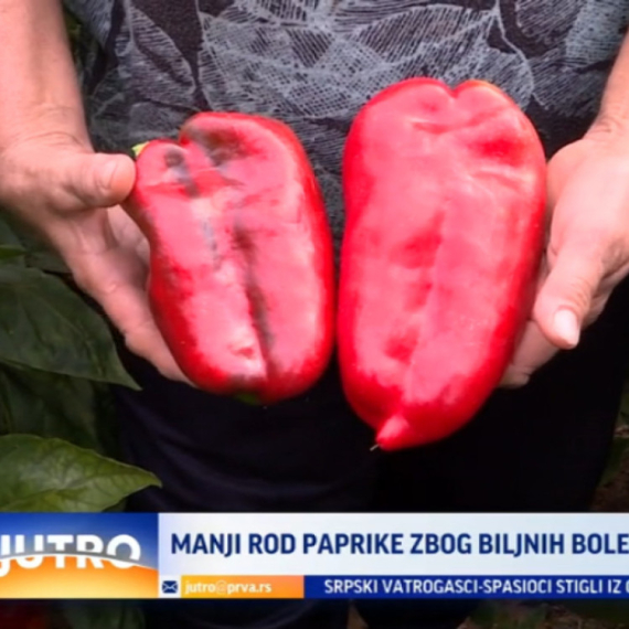 Manji rod paprike zbog biljnih bolesti i vrućine VIDEO