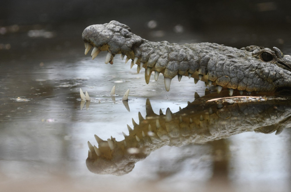 Žena tražila školjke u reci, pa je pojeo krokodil