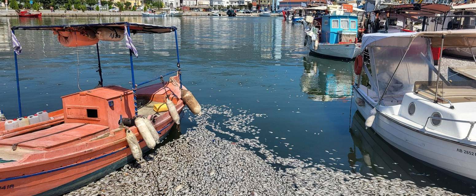 Stotine hiljada uginulih riba zatrpale poznato turističko mesto u Grčkoj