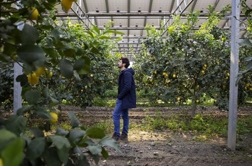 Italija: Šta je agrovoltaika i da li je to budućnost zemljoradnje i obnovljive energije