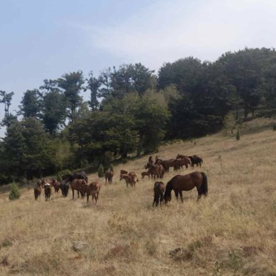 Stigao spas za žedne konje; Na Stolovima obezbeđena cisterna za ugrožene životinje