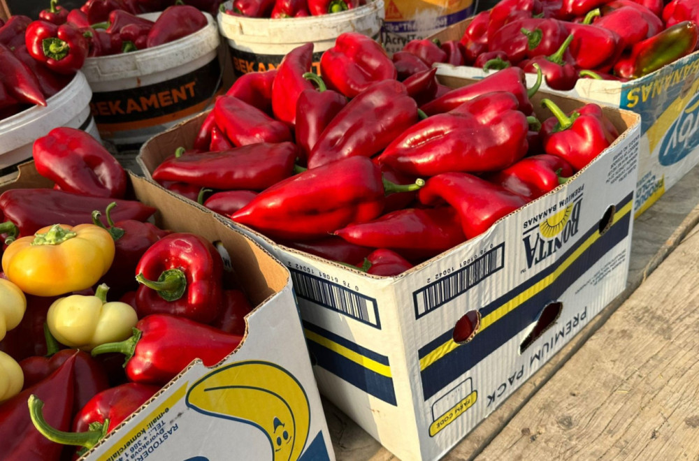 Paprika odlično rodila, a cena ostala ista FOTO