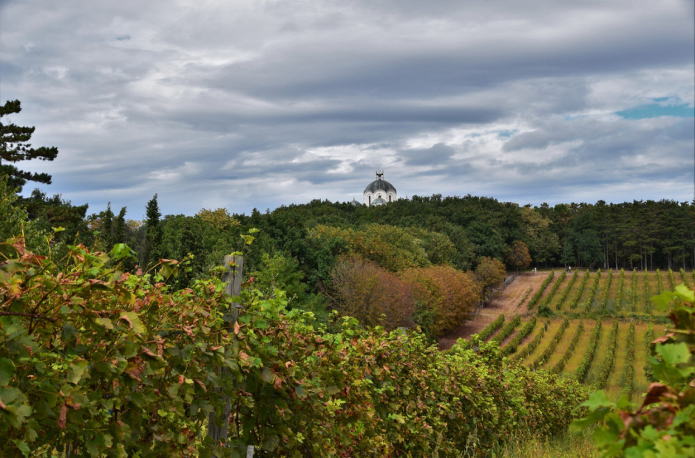 Odlučeno: "Zbogom vinogradi"