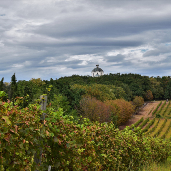 Odlučeno: "Zbogom vinogradi"