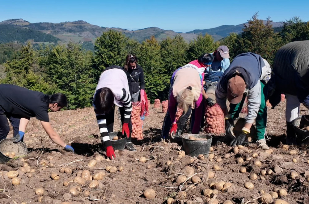 Uprkos suši, čuveni ivanjički krompir odličnog kvaliteta: Povrtari očekuju rod od 30 tona