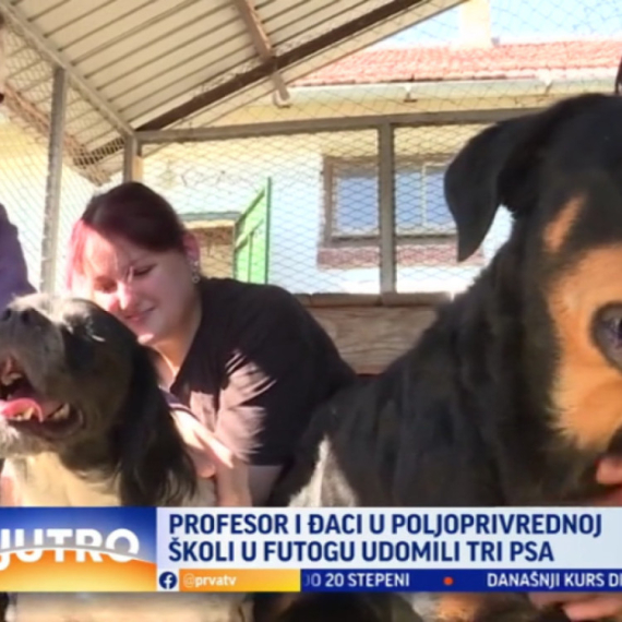 Školski psi: Profesori i đaci udomili tri psa VIDEO