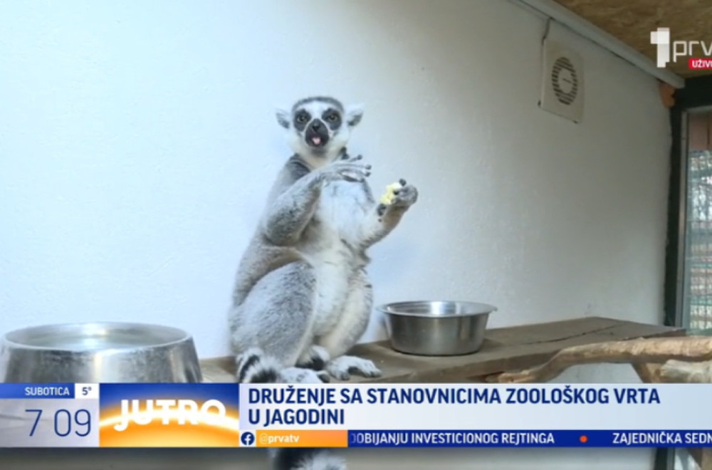 Druženje sa stanovnicima Zoo-vrta u Jagodini VIDEO