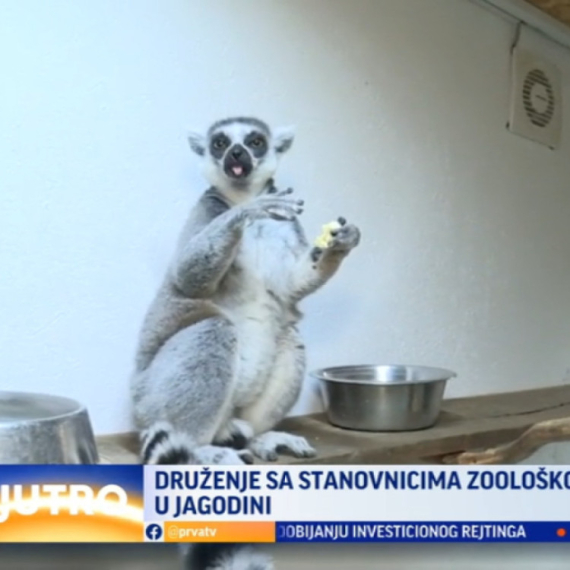 Druženje sa stanovnicima Zoo-vrta u Jagodini VIDEO