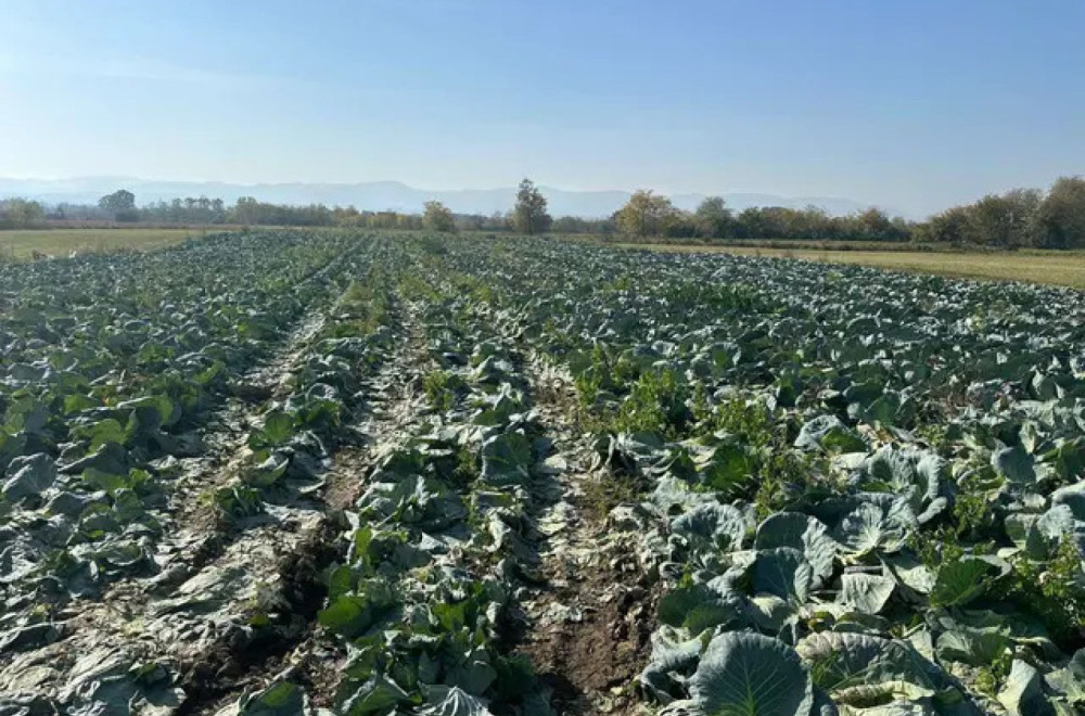 Ogromna potražnja za srpskim kupusom: Za Dobricu iz sela Mršinci još nema predaha