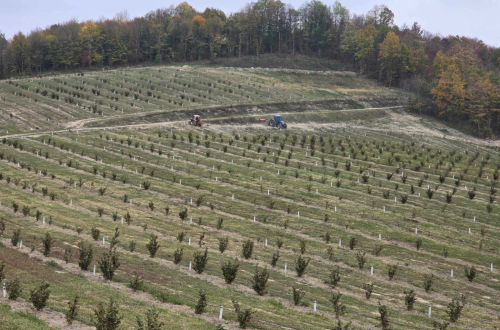 Plantaža lešnika i solarna elektrana u Lunjevici: Zajedno rehabilitovali stari put za dobrobiti svih FOTO