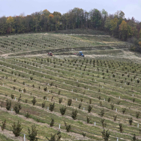 Plantaža lešnika i solarna elektrana u Lunjevici: Zajedno rehabilitovali stari put za dobrobiti svih FOTO