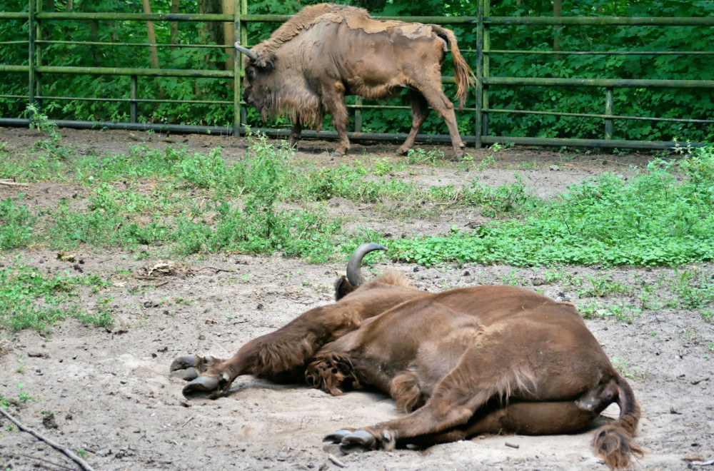 U bečkom zoološkom vrtu uginulo celo krdo bizona zbog infekcije FOTO