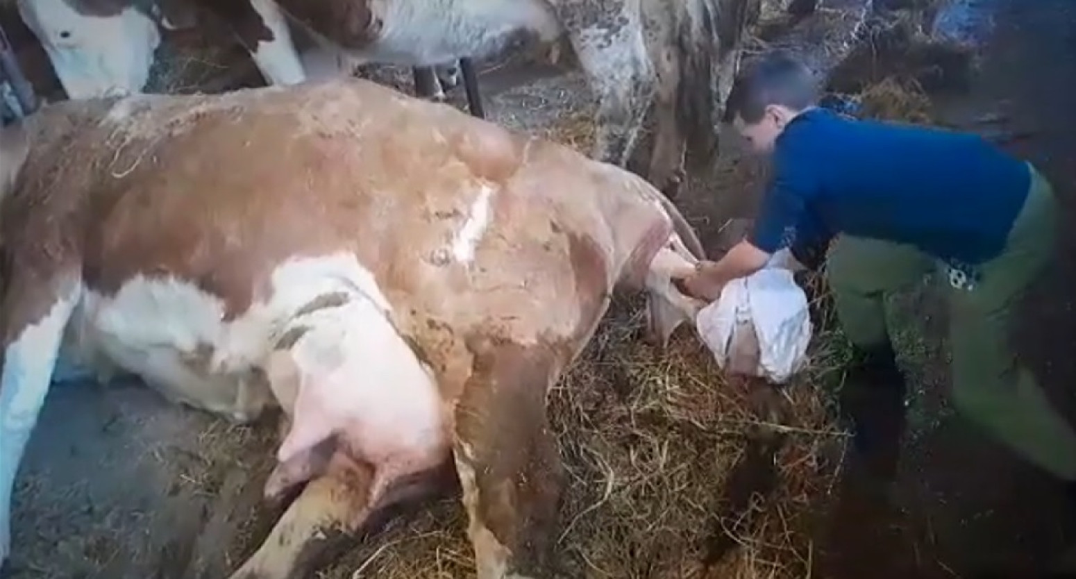 Najmlađi farmer u Srbiji: Ono što mali Desimir radi smeju samo veterinari