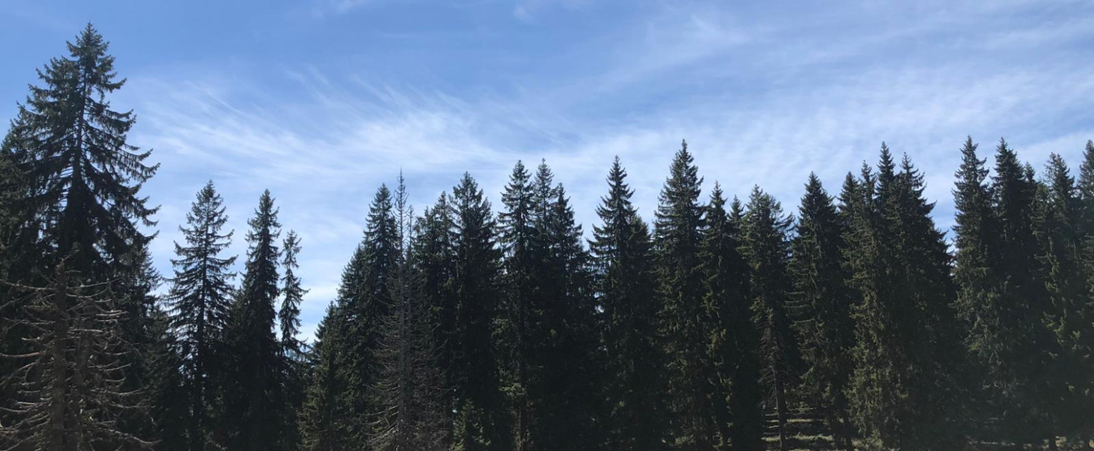 Ova nepravedno zapostavljena planina u Srbiji je pravo blago: Ima specifičnu klimu i bujne šume FOTO