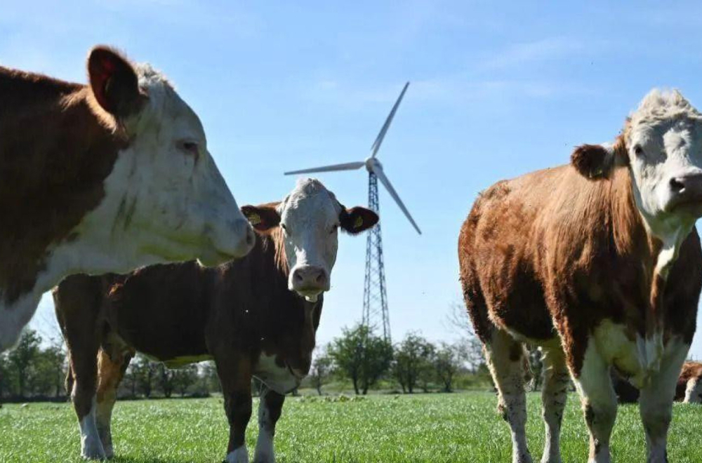 Danska uvodi porez na gasove koje ispušta stoka