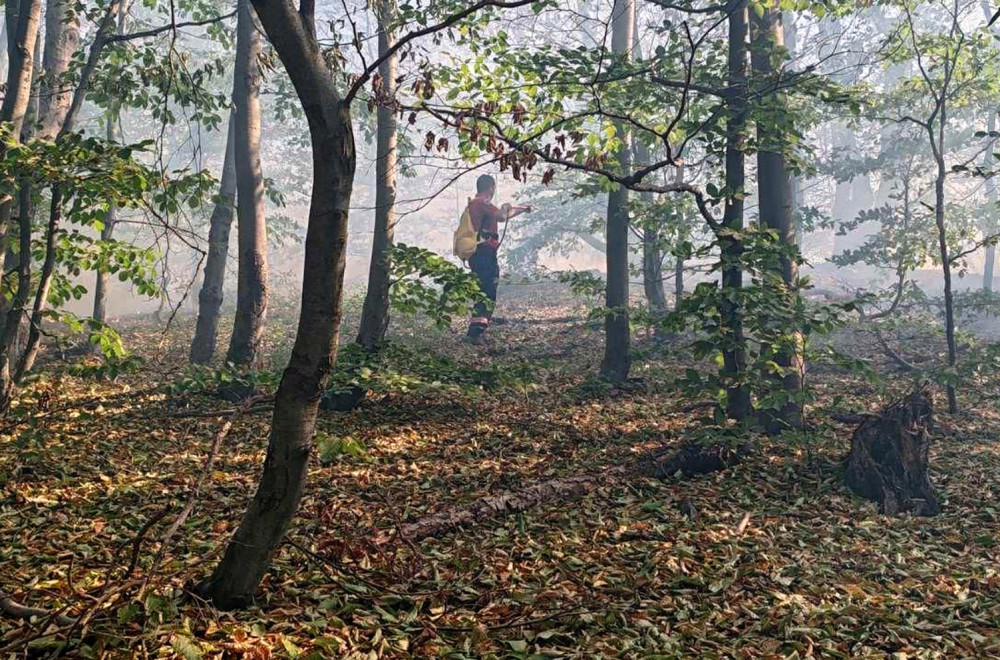 Pokušaj ubistva u šumi: Muškarac sekirom udario žrtvu