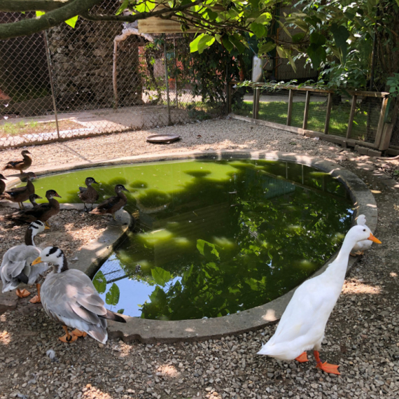 Zoo vrt i zabavni park na Adi Ciganliji: Evo šta će se graditi sve na 28 hektara