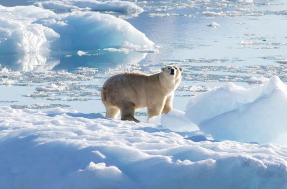 Kanađanin skočio na polarnog medveda da odbrani suprugu od napada