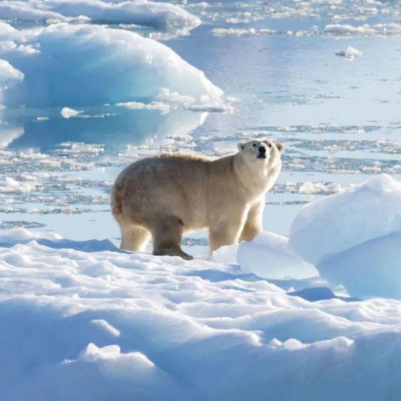 Kanađanin skočio na polarnog medveda da odbrani suprugu od napada