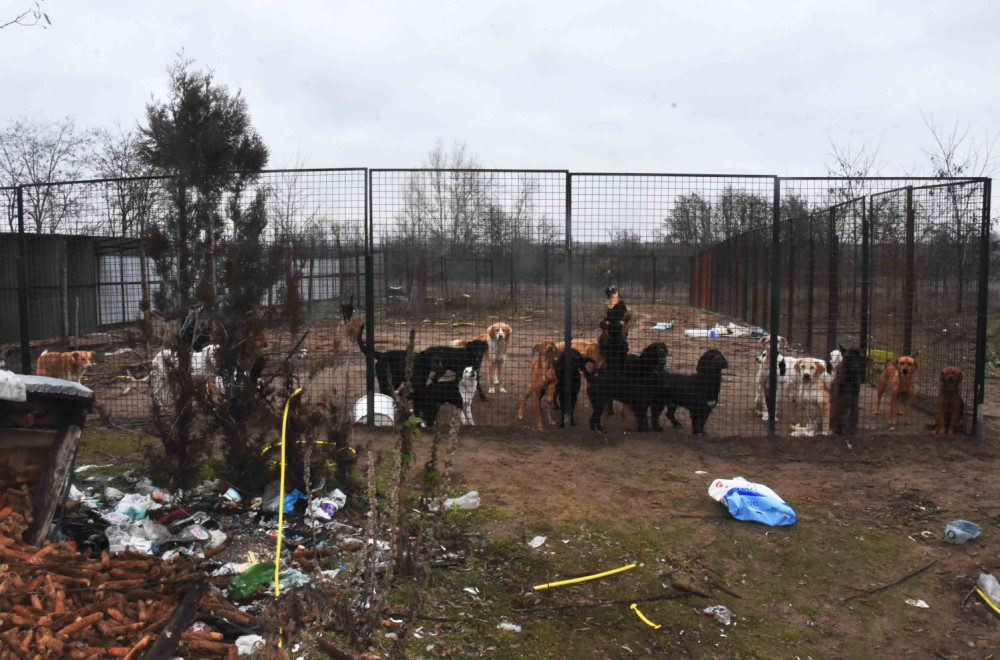 Užas u Subotici: Policija zatekla 50 pasa u nehumanim uslovima FOTO