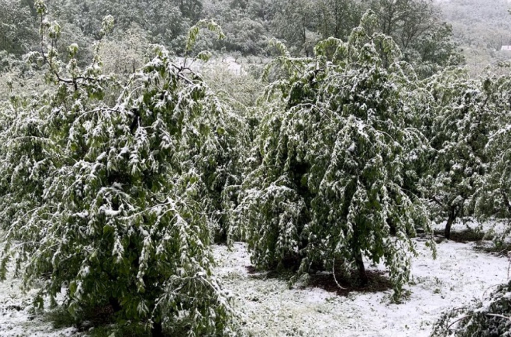 Temperaturni rolerkoster u Šumadiji; Ima li problema u voćnjacima?  Meštani strepe