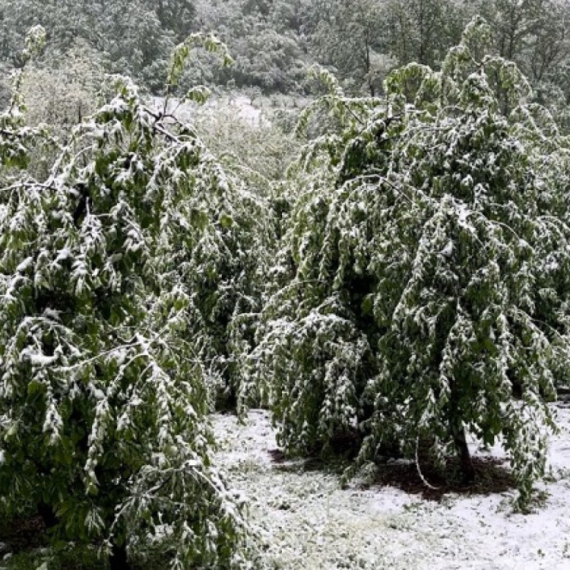 Temperaturni rolerkoster u Šumadiji; Ima li problema u voćnjacima?  Meštani strepe