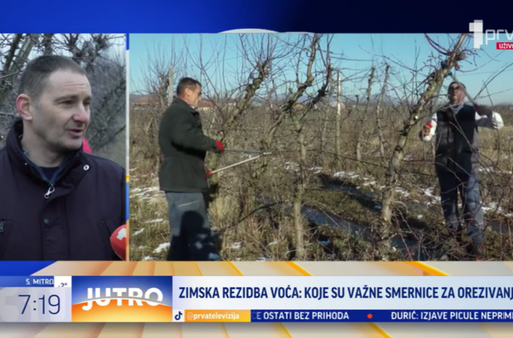 Kada je pravo vreme za rezidbu voća? Evo šta stručnjaci preporučuju VIDEO