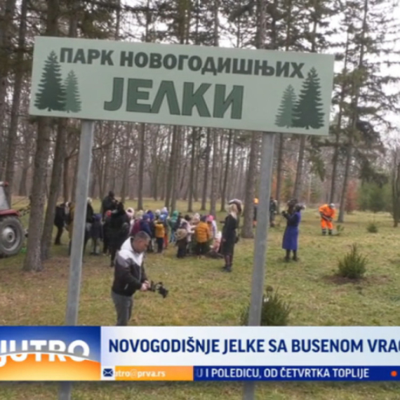 Novogodišnje jelke sa busenom vraćene u prirodu VIDEO