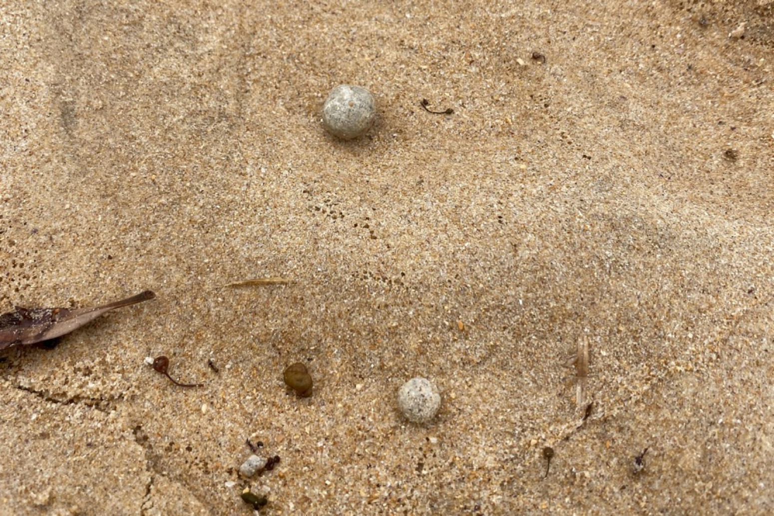 Konačno otkriveno: Misteriozne loptice na poznatim plažama pune bakterija; U toku detaljne analize FOTO