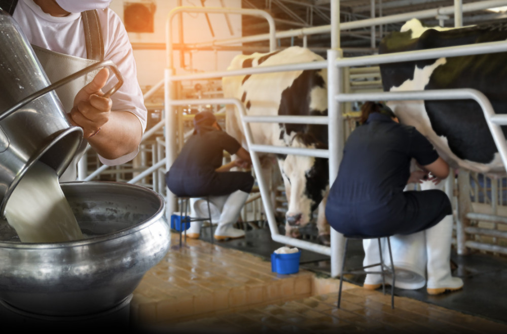 Mlekare Imlek i Dr Milk u narednih nekoliko dana počinju sa otkupom svih viškova mleka u Srbiji