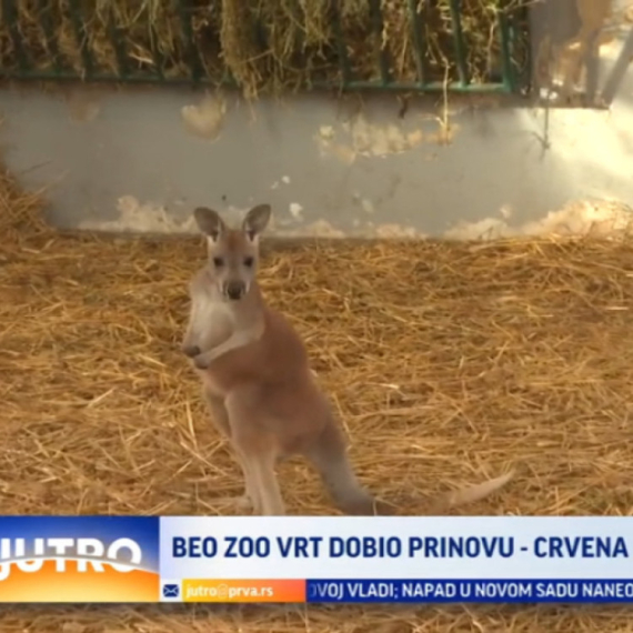 Beo zoo vrt dobio novog stanovnika: Uskoro stiže i još jedan VIDEO