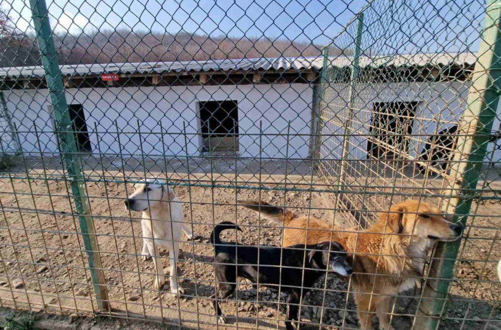 U porodičnoj kući čuva 30 pasa: Komšije traže da se životinje izmeste