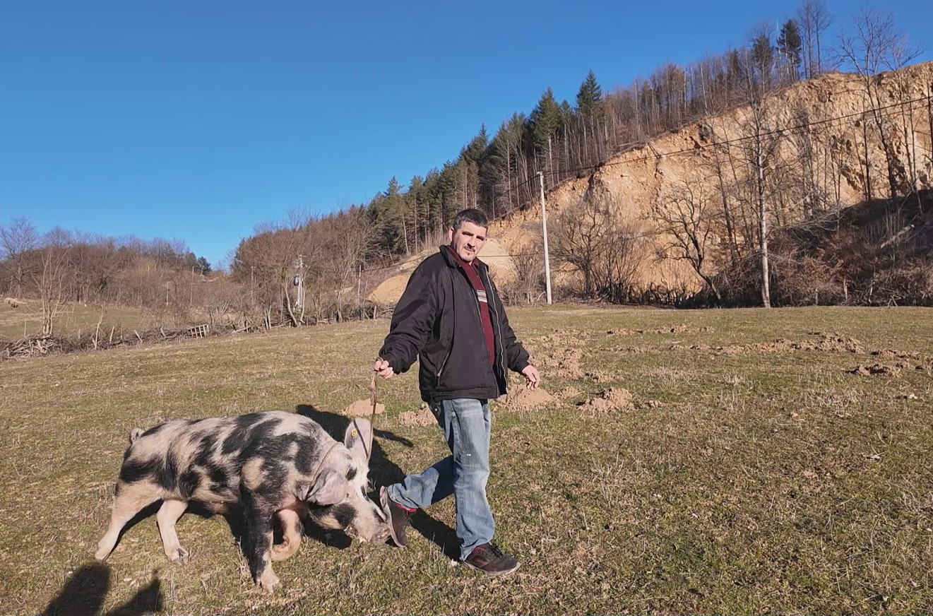 Čudo podno Homolja: Vepar zavodnik drži pod kontrolom 400 svinja FOTO