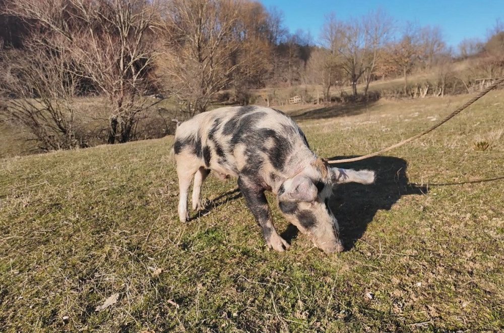 Šarac je neviđeni zavodnik: Pod kontrolom drži 400 svinja FOTO