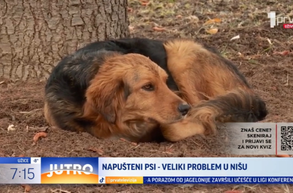 Napušteni psi – veliki problem u Nišu VIDEO