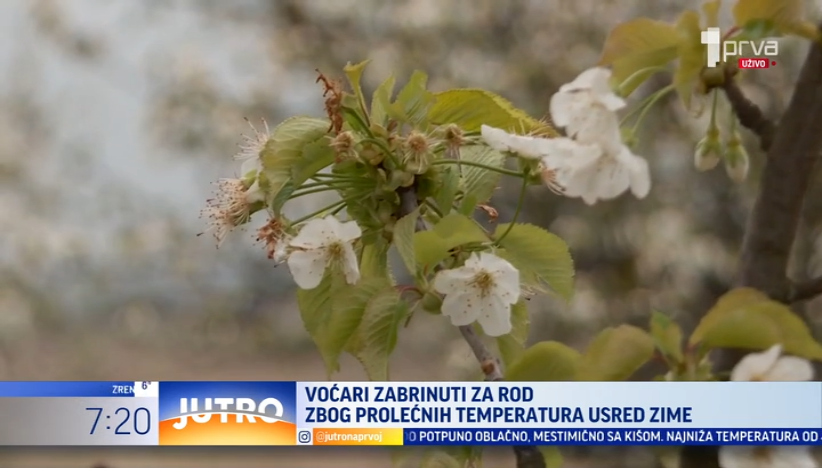 Voćari zabrinuti za rod zbog prolećnih temperatura