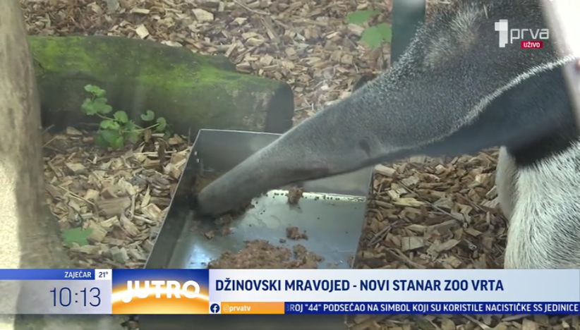 Beogradski Zoo vrt dobio novog, džinovskog stanara