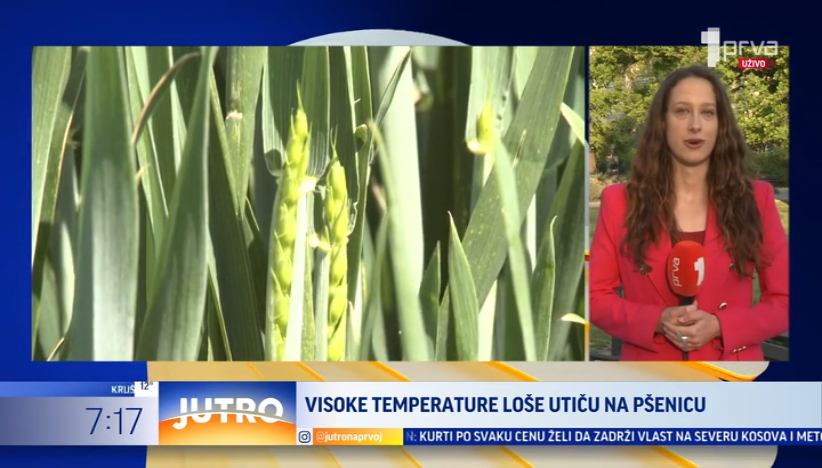 Visoke temperature loše utiču na pšenicu