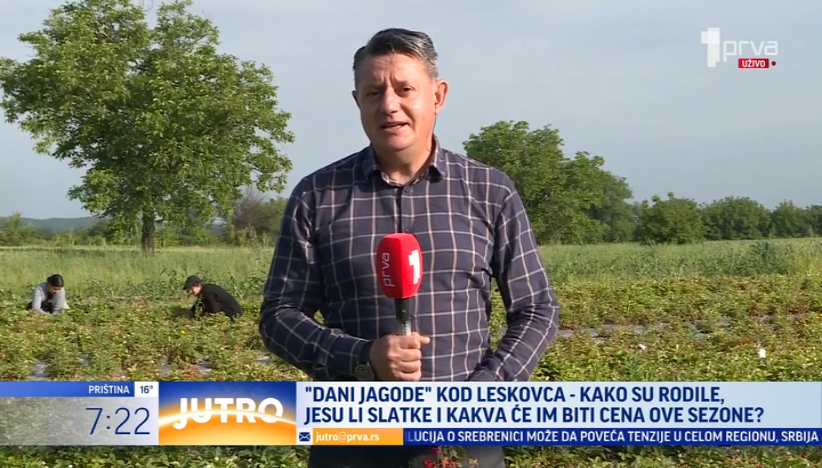 "Dani jagode" kod Leskovca: Evo kakva će im biti cena