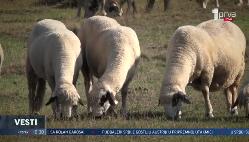 Od vune više nema vajde