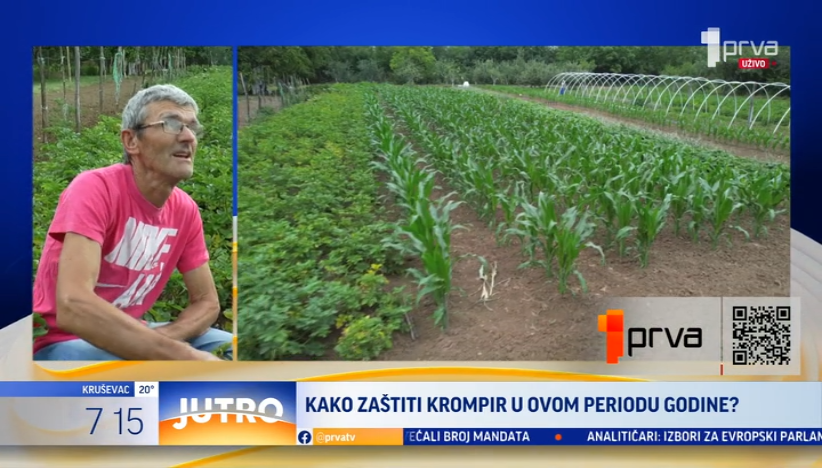 "Loša godina za krompir": Evo i zašto