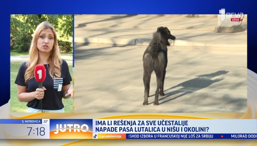 Sve učestaliji napadi pasa lutalica u Nišu i okolini