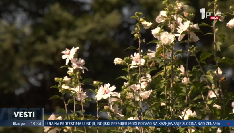 Najezda osa u Kruševcu: Građani u strahu