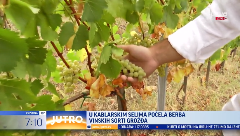 Počela berba vinskih sorti grožđa