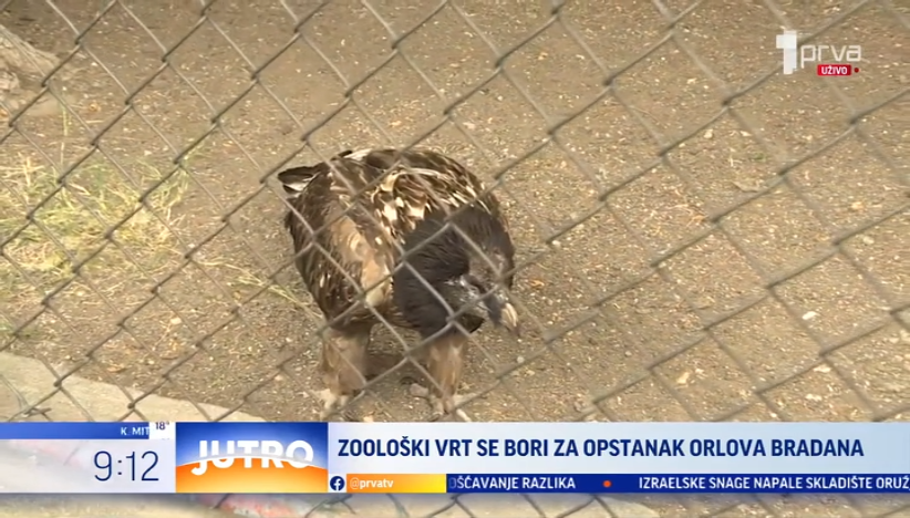 Zoološki vrt pokušava da spasi retku vrstu orlova