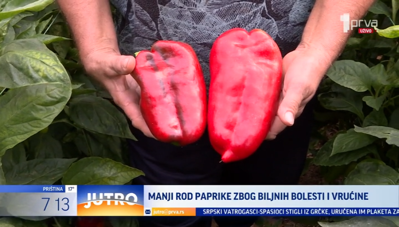 Manji rod paprike zbog biljnih bolesti i vrućine